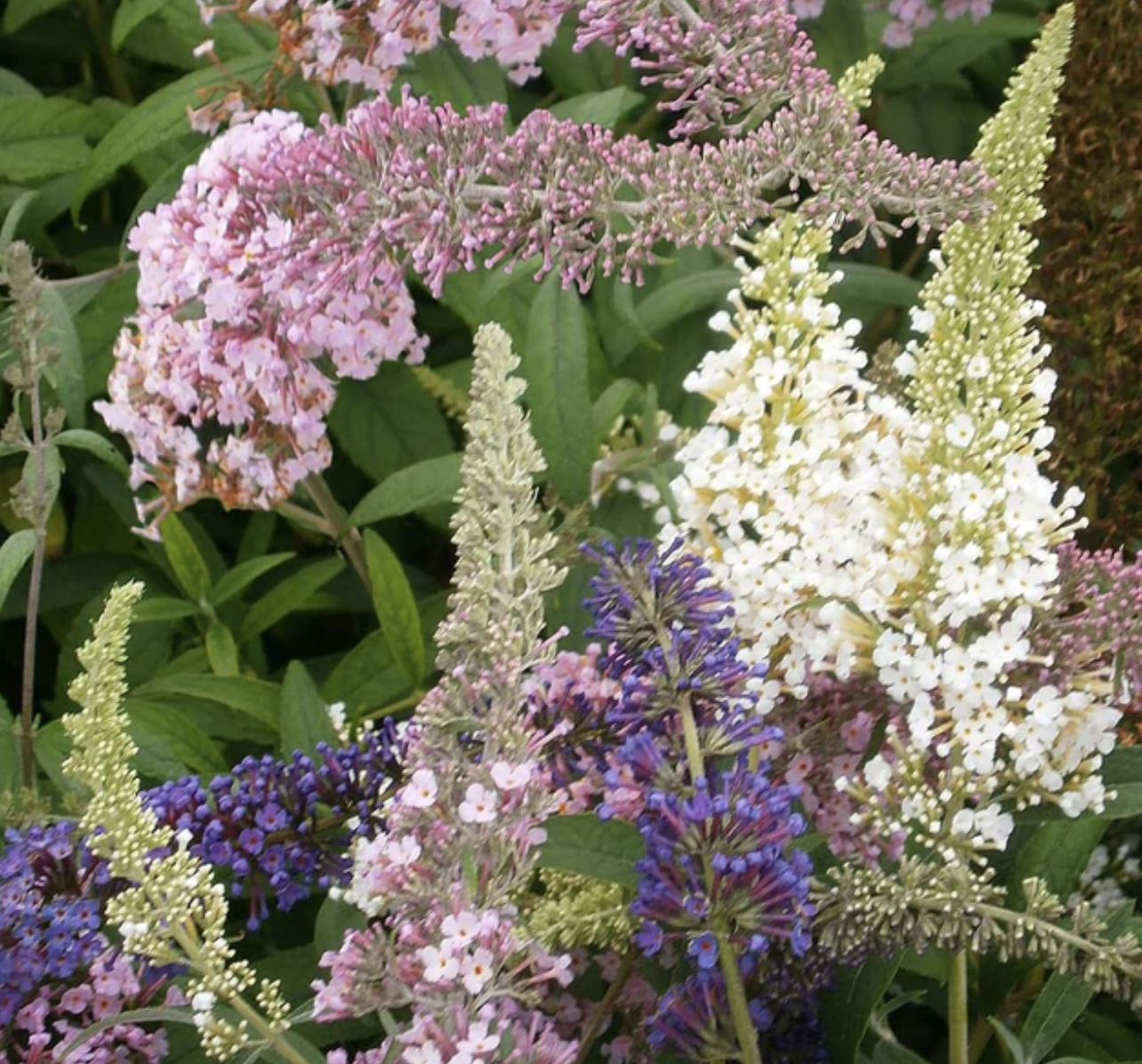 Butterfly Magic™ Butterfly Bush-New Garden w/Planting quote template