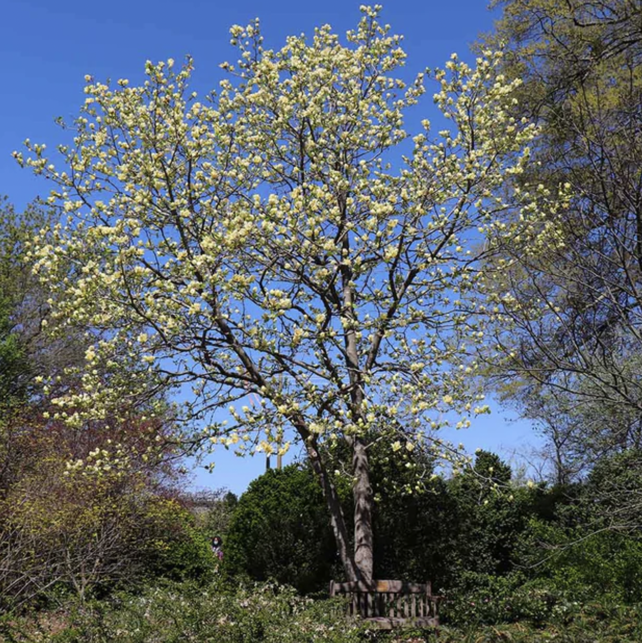 Magnolia 'Butterflies' Tree-New Tree & Install quote template