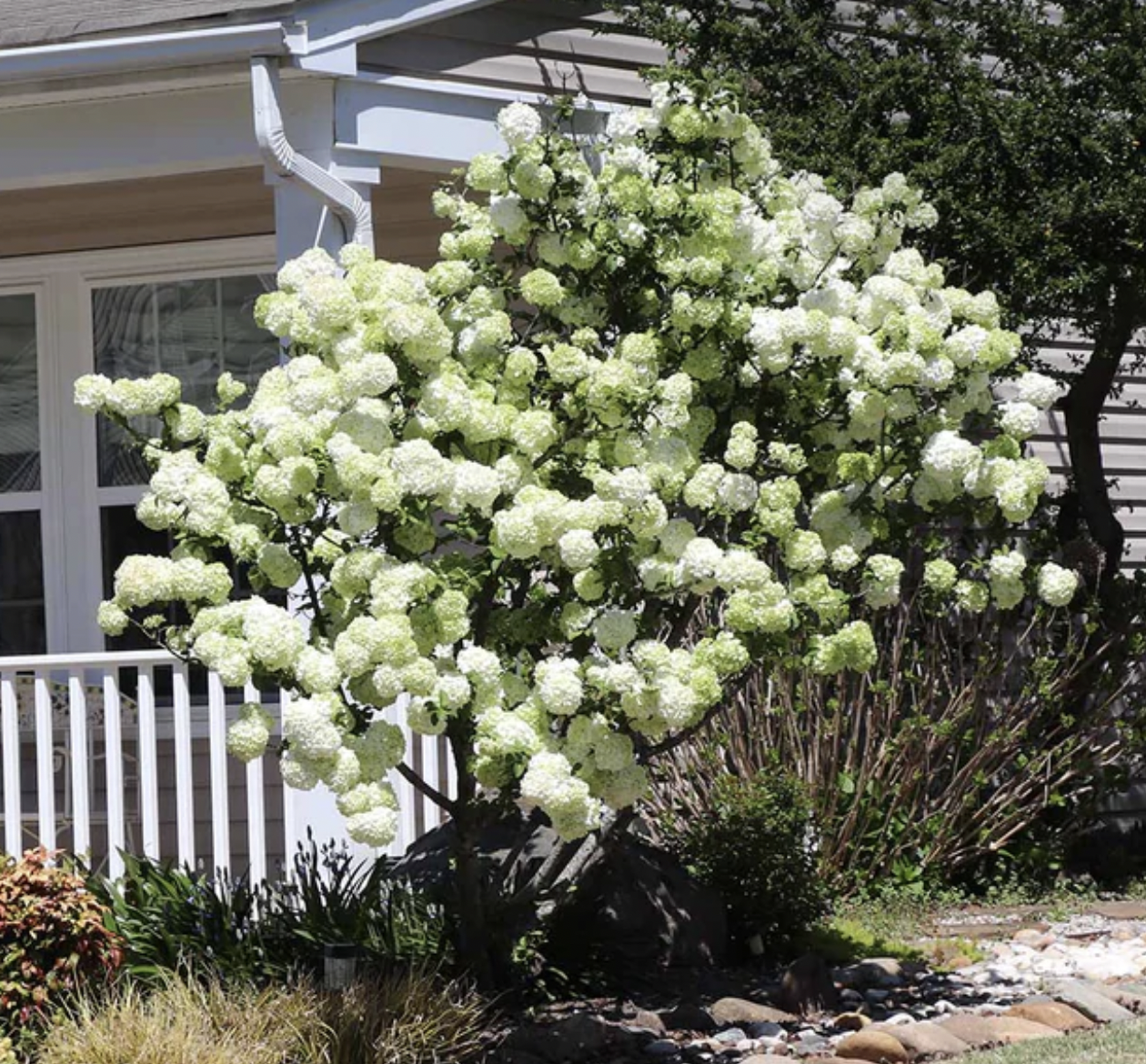 Snowball Bush-New Garden w/Planting quote template