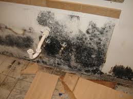 Mold Cleaning-1077