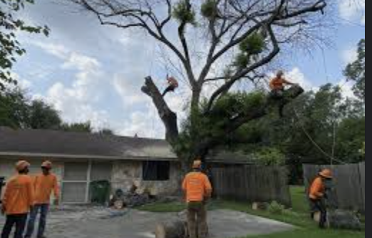Tree Removal-448